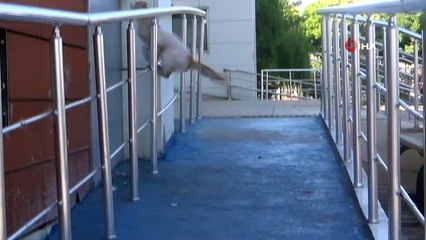 Davetsiz misafir 'Boncuk'a tostçu şefkati