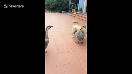 Hug it out! This dog and goose share an embrace in Vietnam