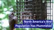 North America's Bird Population Has Plummeted