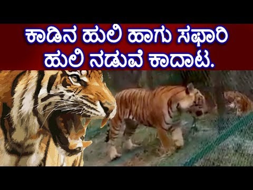ಆನೇಕಲ್: ಕಾಡಿನ ಹುಲಿ ಹಾಗು ಸಫಾರಿ ಹುಲಿ ನಡುವೆ ಕಾದಾಟ.