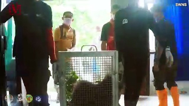 Two Orangutans Cling to Last Living Trees in Rainforest Ravaged by Wildfires