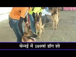 चेन्नई में 109वां डॉग शो : Chennai witnesses 109th dog show