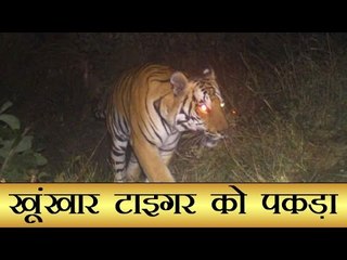 खूंखार टाइगर को पकड़ा