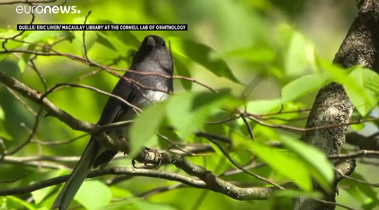 29 Prozent Vogelschwund in Nordamerika: 'Tiere können nicht reagieren'