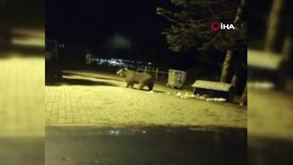 Ayı saldırısına uğrayan erkek hayatını kaybetti