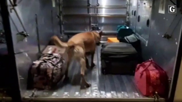Cadela ajuda a PRF a encontrar 15 kg de maconha em ônibus