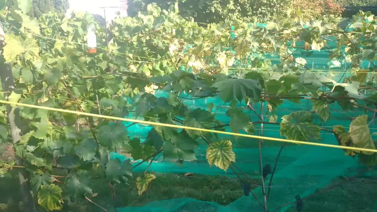 On produit du vin à Tournai... Petite visite des vignobles au début des vendanges