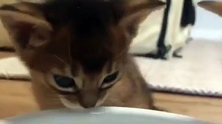 小猫测试水
