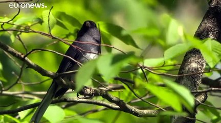 As aves estão em crise e a culpa é do homem