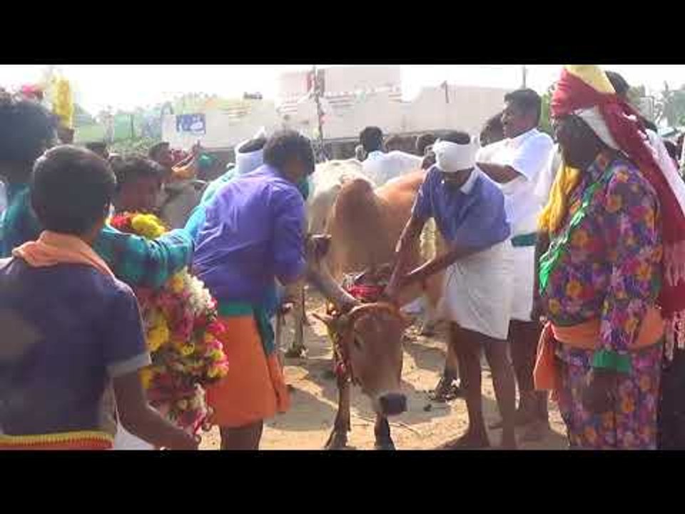 Karur Speacial Jallikattu / ஜல்லிக்கட்டு மாடு விடும் நிகழ்ச்சி