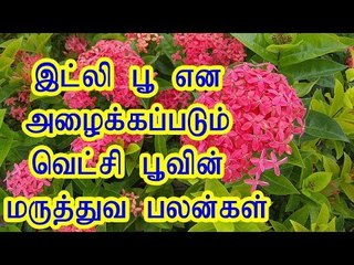 இட்லி பூ என அழைக்கப்படும் வெட்சி பூவின் மருத்துவ பலன்கள்