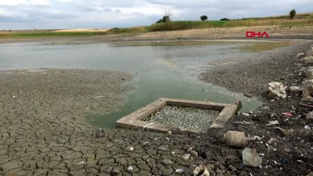 Kuruyan oruçlu göleti'ndeki balıkları yağmur kurtardı
