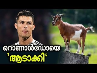 ആടിന് ഫ്രഞ്ചിൽ പറയുന്ന പേര് : ക്രിസ്റ്റ്യാനോ റൊണാൾഡോ