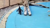 ちょうちょを追いかけるペンギン