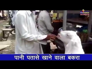 पानी पतासे खाने वाला बकरा