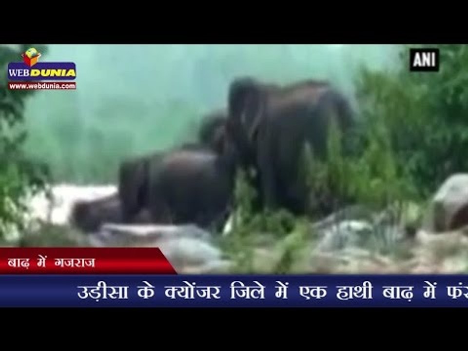 बाढ़ में गजराज l Elephants trapped in flood wat...