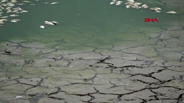 Kırklareli kuruyan oruçlu göleti'ndeki balıkları yağmur kurtardı
