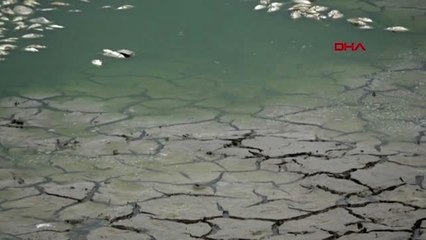 Kırklareli kuruyan oruçlu göleti'ndeki balıkları yağmur kurtardı