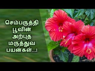 செம்பருத்தி பூவின் அற்புத மருத்துவ பயன்கள்...!