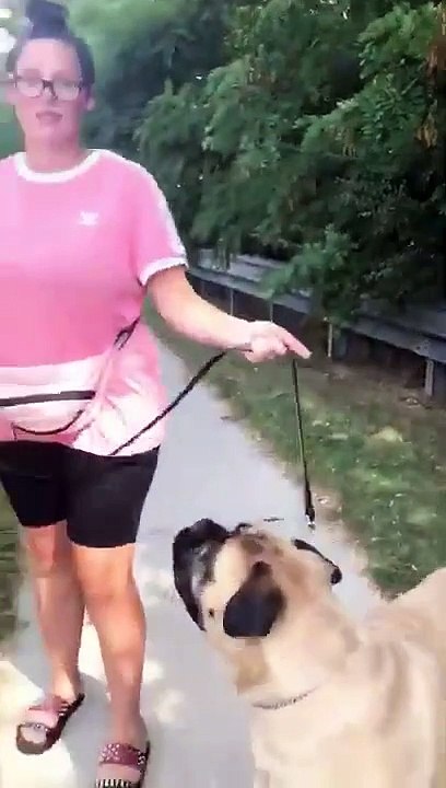 Quand ton gros chien refuse d'avancer... trop lourd !