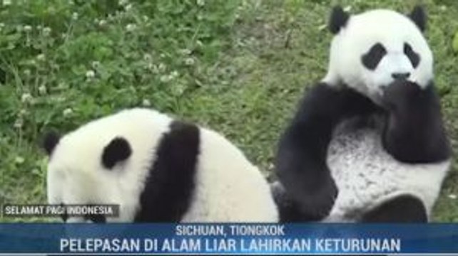 Panda Raksasa Lahirkan Bayi Kembar di Tiongkok