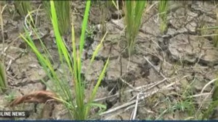 Puluhan Hektare Tanaman Padi di Jember Terancam Mati