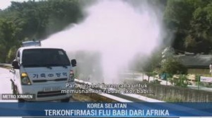 Lagi, Kasus Flu Babi Afrika Ditemukan di Korsel