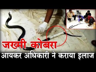 जख्मी कोबरा - आयकर अधिकारी ने कराया इलाज  I  Cobra injured