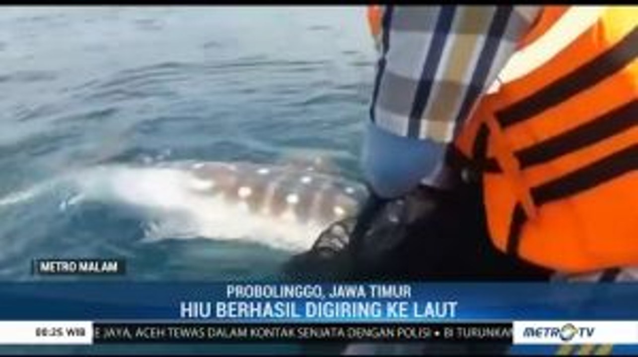 Setelah 8 Hari Terperangkap Kanal PLTU, Hiu Paus Ini Berhasil Dievakuasi