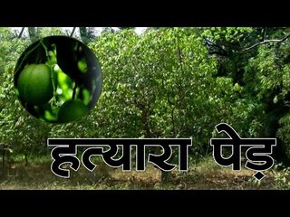 Download Video: Killer tree : हत्यारा पेड़, जो हर हफ्ते ले लेता है एक जान