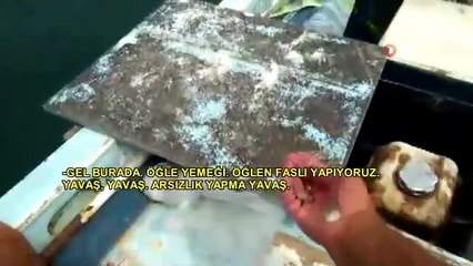 Flamingolar kışı geçirmek için Hersek'e geldi