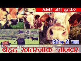 ब्रिटेन में गाय एक बेहद खतरनाक जानवर