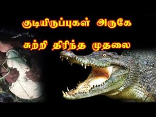 தாம்பரம் அருகே சுற்றி திரிந்த முதலை! அச்சத்தில் மக்கள்!