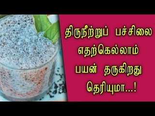 Thiruneetru Pachilai | SABJA SEED | திருநீற்றுப் பச்சிலை எதற்கெல்லாம் பயன் தருகிறது தெரியுமா...!