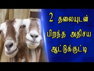 அதிசய பிறவி ஆட்டுக்குட்டியை ஆச்சர்யத்துடன் பார்க்கும் பொதுமக்கள்!