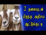 அதிசய பிறவி ஆட்டுக்குட்டியை ஆச்சர்யத்துடன் பார்க்கும் பொதுமக்கள்!