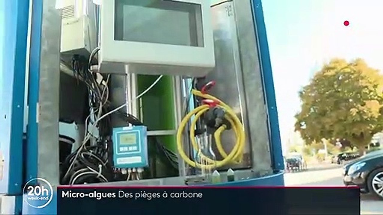 Environnement : les micro-algues, nouvelles armes contre la pollution ?