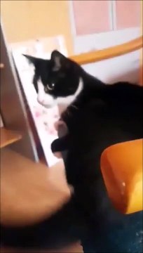 Ce chat s'assomme tout seul avec sa queue