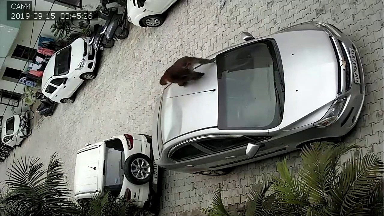 Un singe saute sur une voiture et cabosse le toit... Pas de chance