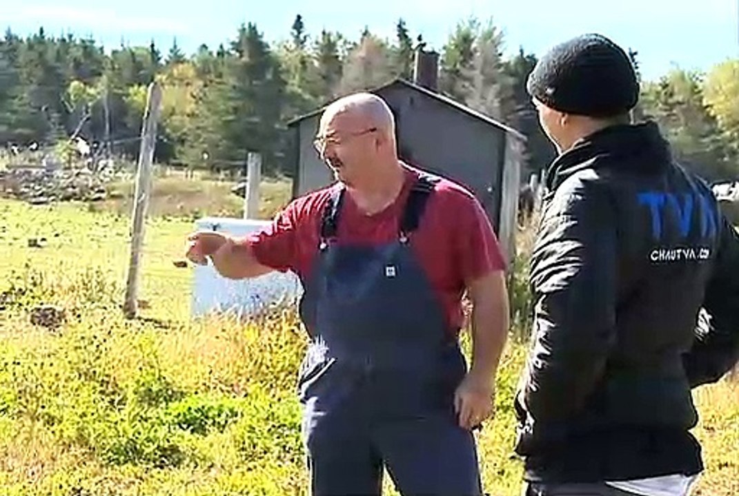 Jouer à cache-cache avec... 60 yacks en cavale