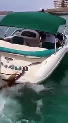 Un dauphin aperçu à Ngor