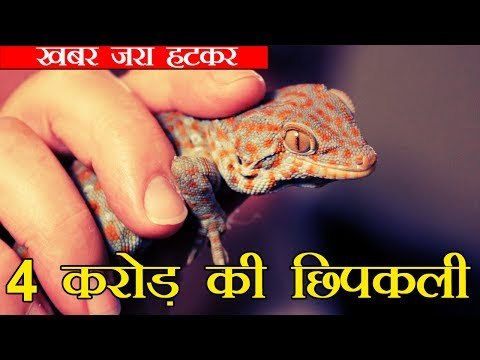 पकड़ी गई 4 करोड़ की छिपकली l Tokay Gecko lizards