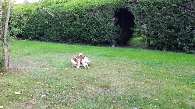 Jeux au jardin pour les poilus