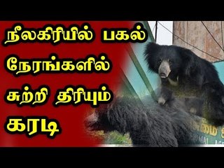 தேயிலை தோட்டத்தில் உலா வரும் கரடியால் மக்கள் அச்சம்!