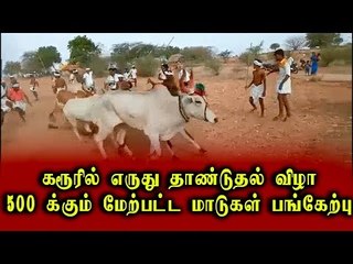 கரூரில் எருது தாண்டுதல் விழா - 500 மாடுகள் பங்கேற்பு