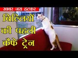 Japan's first cat cafe on a moving train | दुनिया में बिल्लियों की पहली कैफे ट्रेन