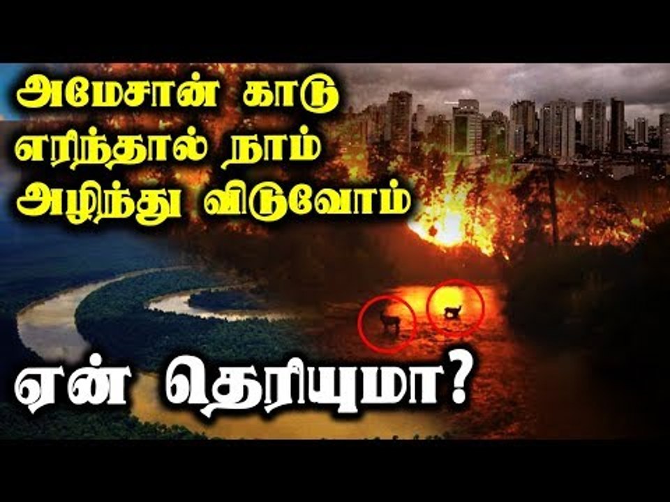 அமேசான் காடு எரிந்தால் நாம் அழிந்து விடுவோம் – ஏன் தெரியுமா?