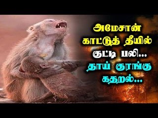 அமேசான் காட்டுத் தீயில் குட்டி பலி... தாய் குரங்கு கதறல்...