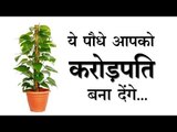 ये पौधे आपको करोड़पति बना देंगे : lucky tree for home