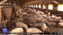파주 의심 농장 2곳…돼지열병 '음성' 판정